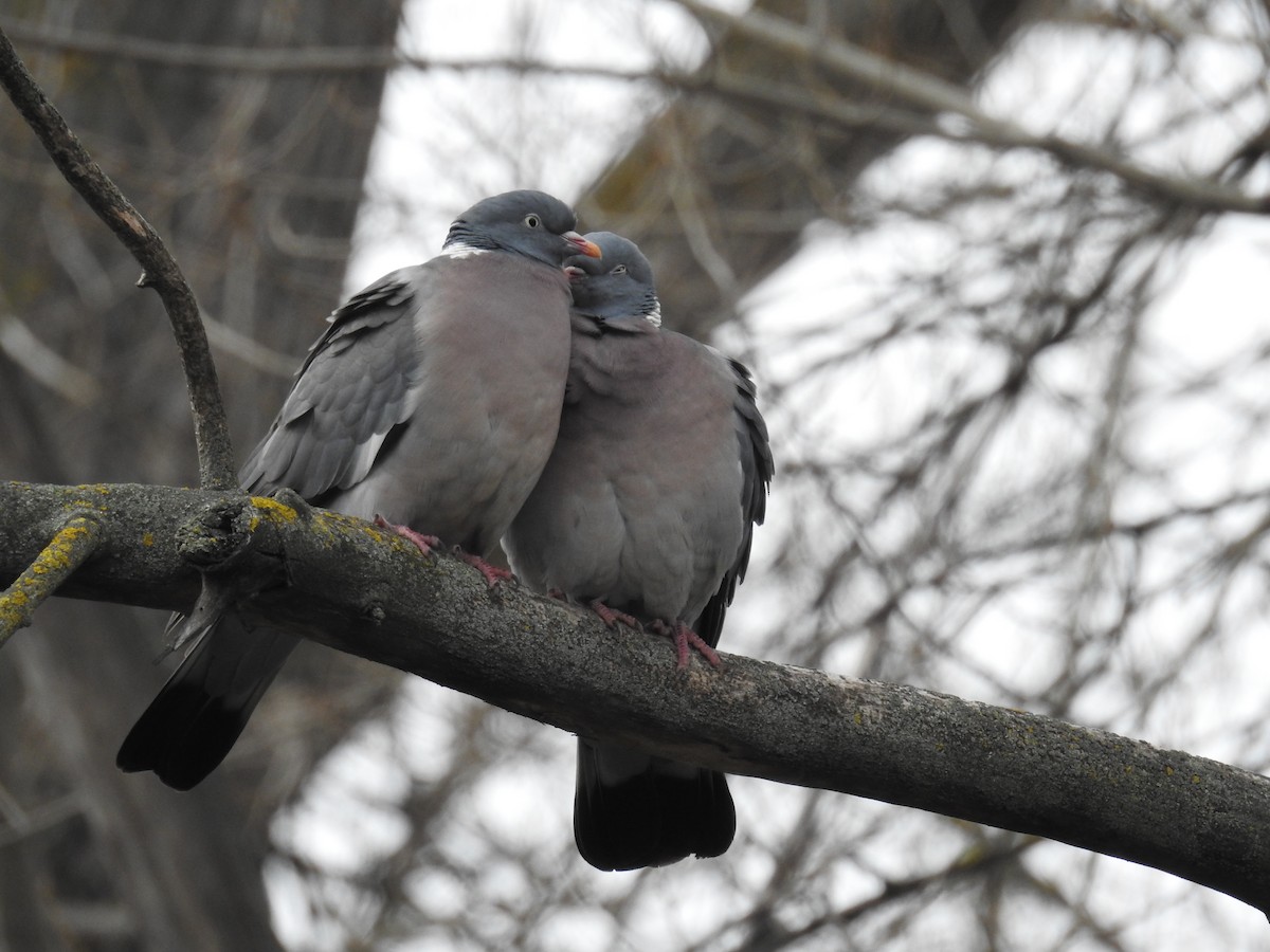 Common Wood-Pigeon - Rafael Hermosilla Ortega