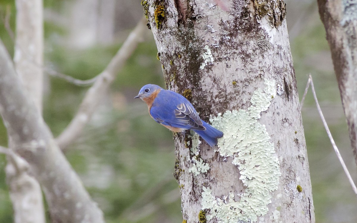 Eastern Bluebird - ML90605131