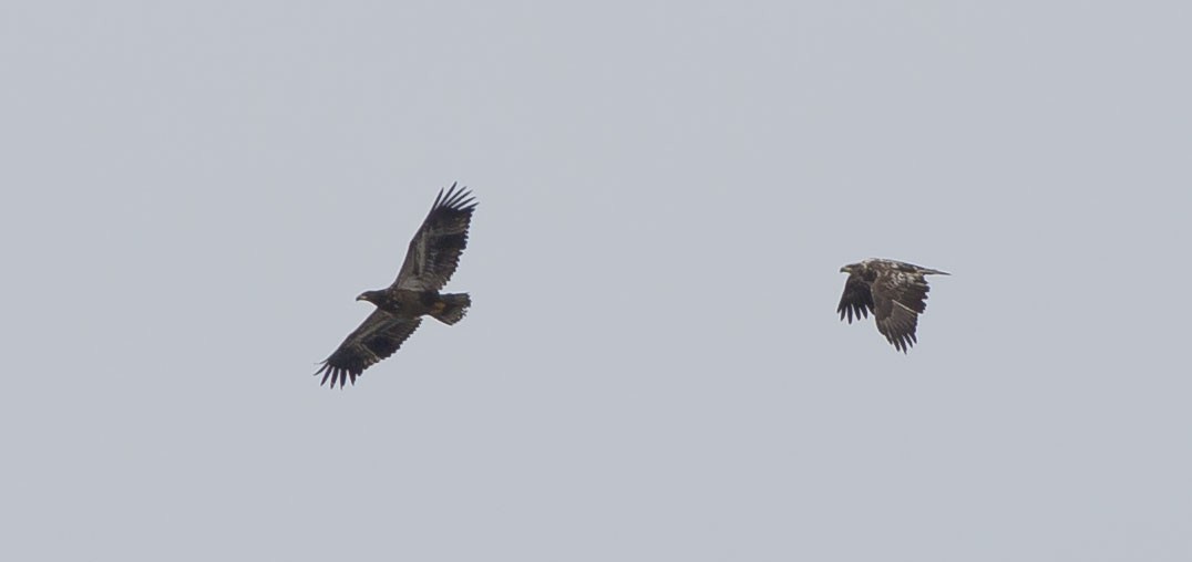 Bald Eagle - ML90605161