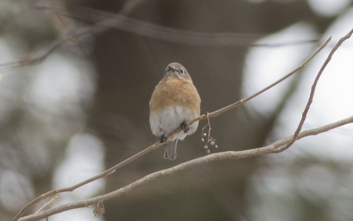 Eastern Bluebird - ML90605501