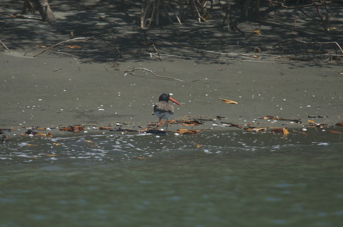 American Oystercatcher - Jan Cubilla