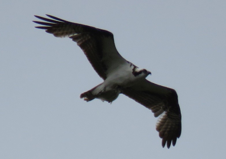 Águila Pescadora - ML90606161