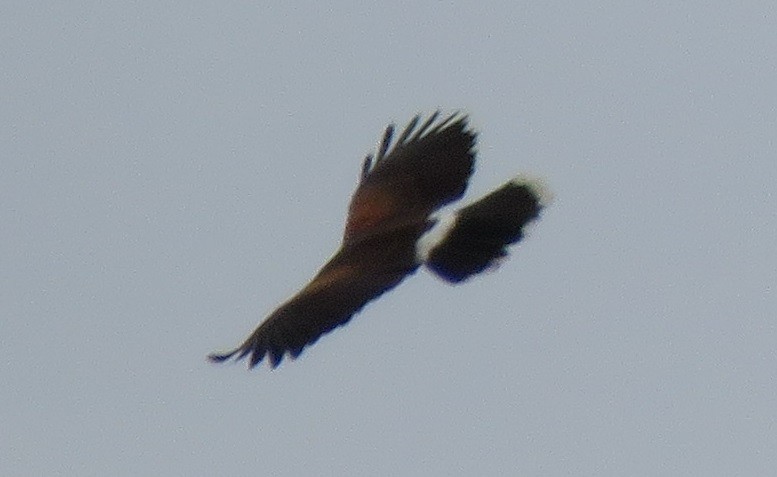 Wüstenbussard - ML90606231