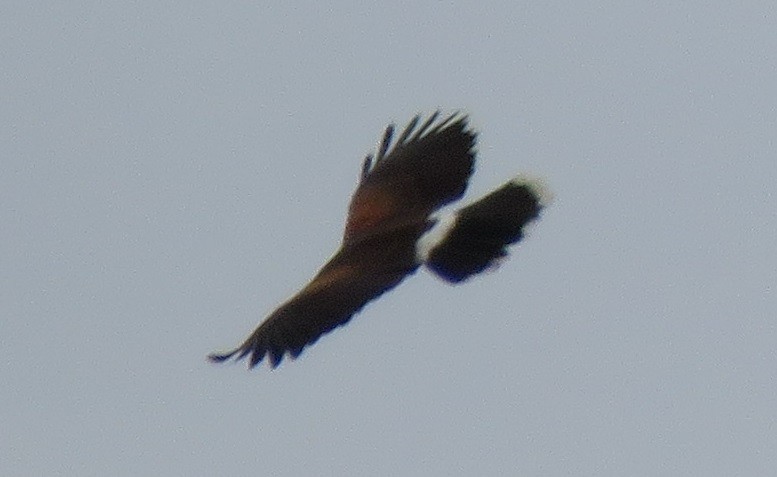 Harris's Hawk - ML90606231