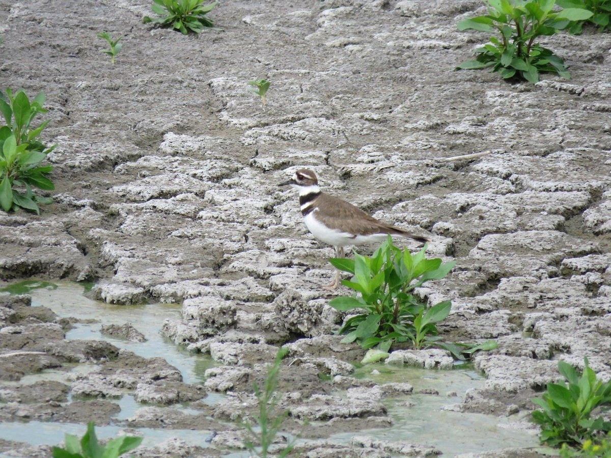 Killdeer - ML90606801