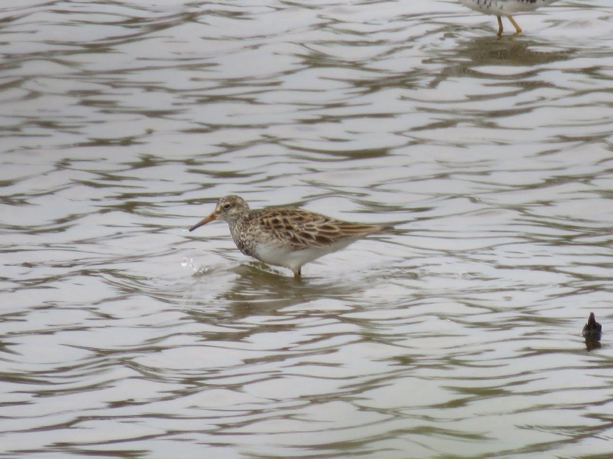 Pectoral Sandpiper - ML90606991