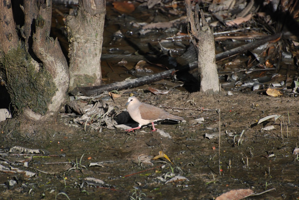 Gray-fronted Dove - ML90607881