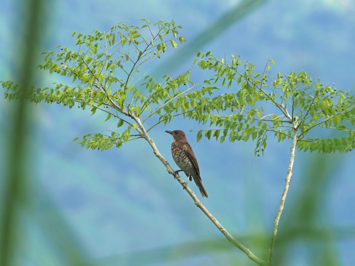 Marañon Thrush - ML90608431