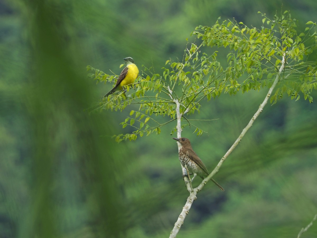 Marañon Thrush - ML90608481