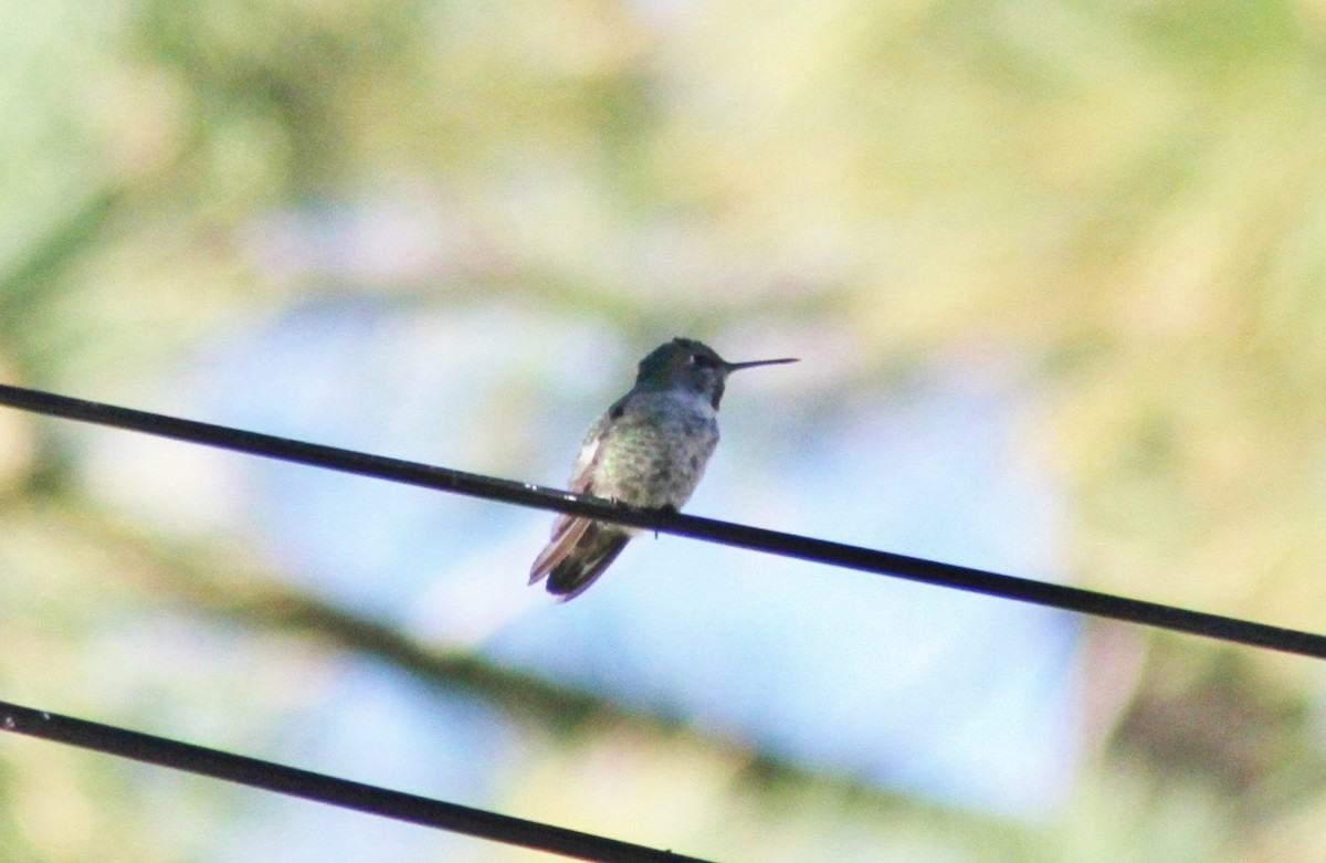 Anna's Hummingbird - ML90609061