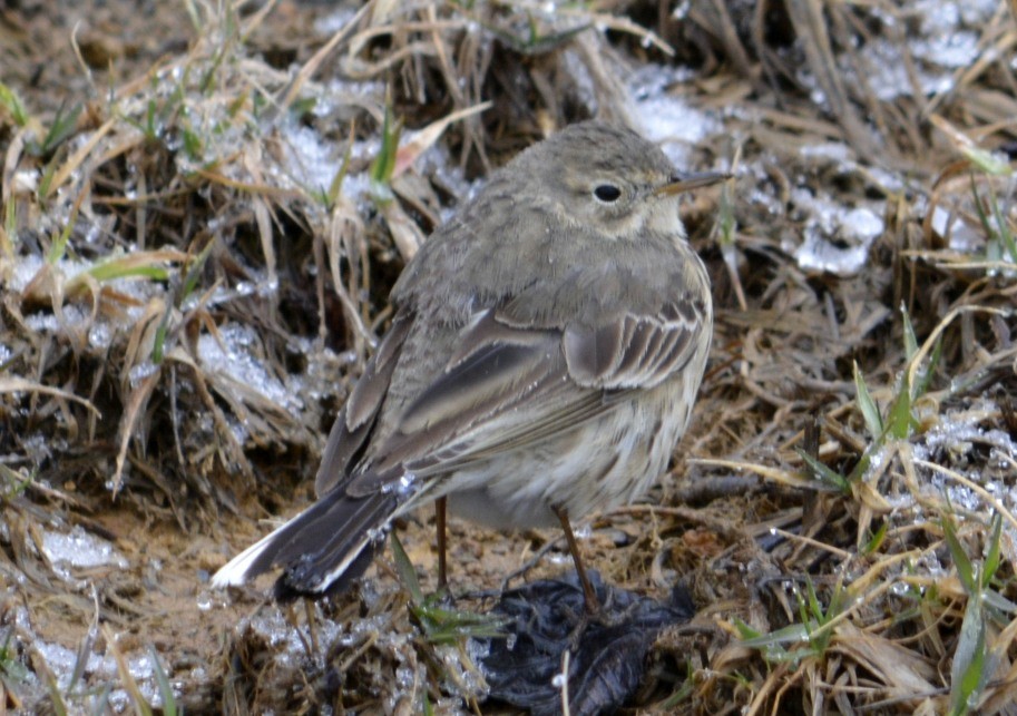 American Pipit - ML90609531