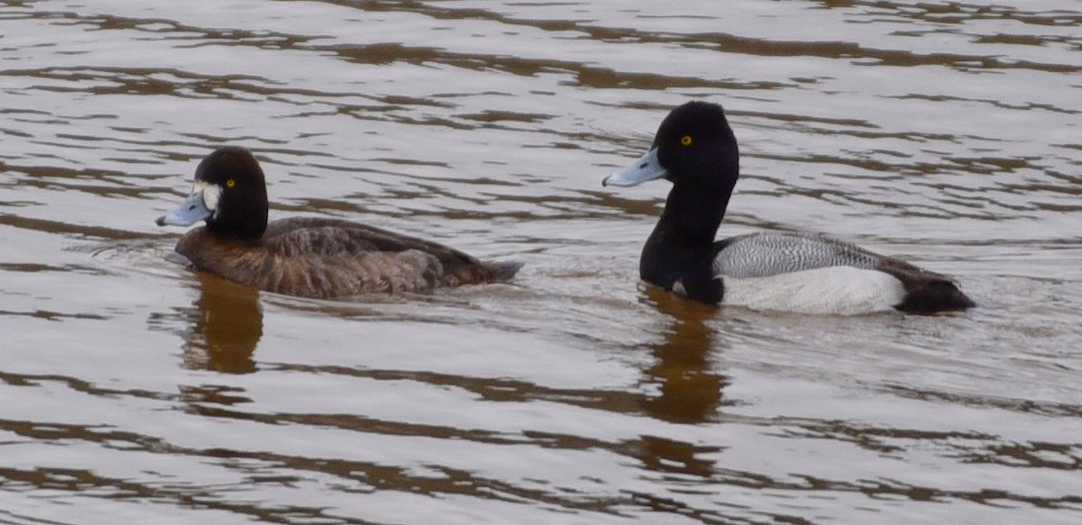 Lesser Scaup - ML90609881