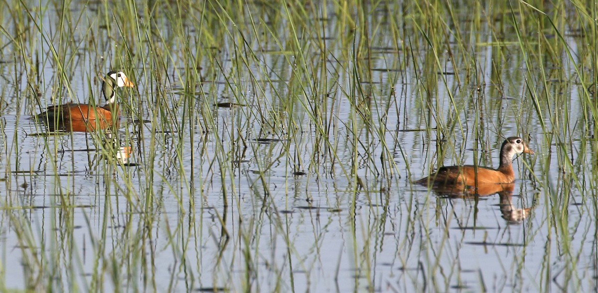 African Pygmy-Goose - ML90610351