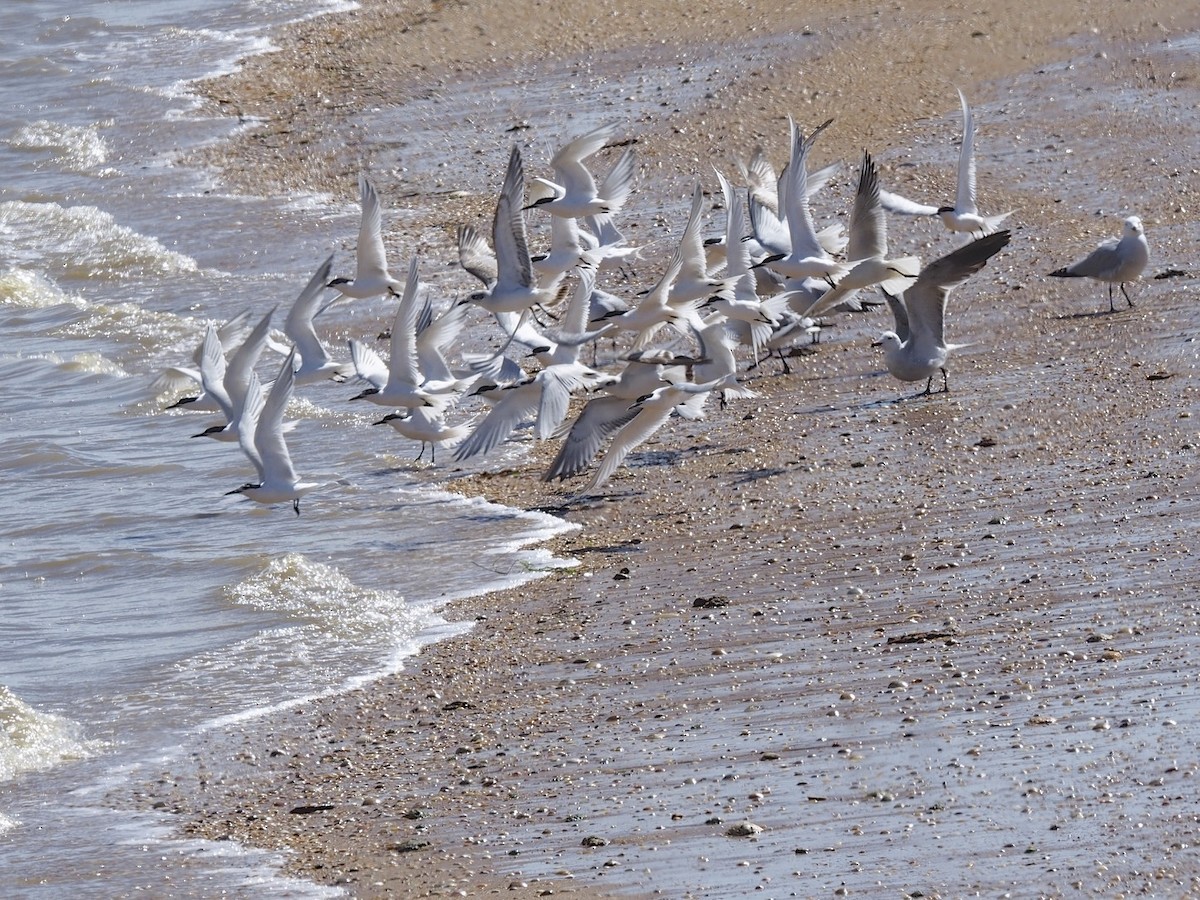 Sandwich Tern - ML90613801