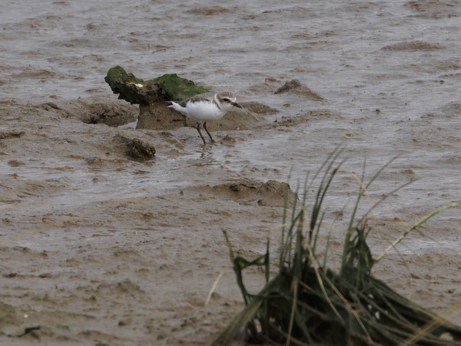 Kentish Plover - ML90613971