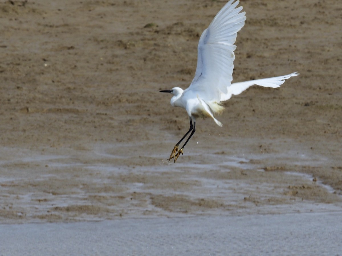 Little Egret - ML90614041