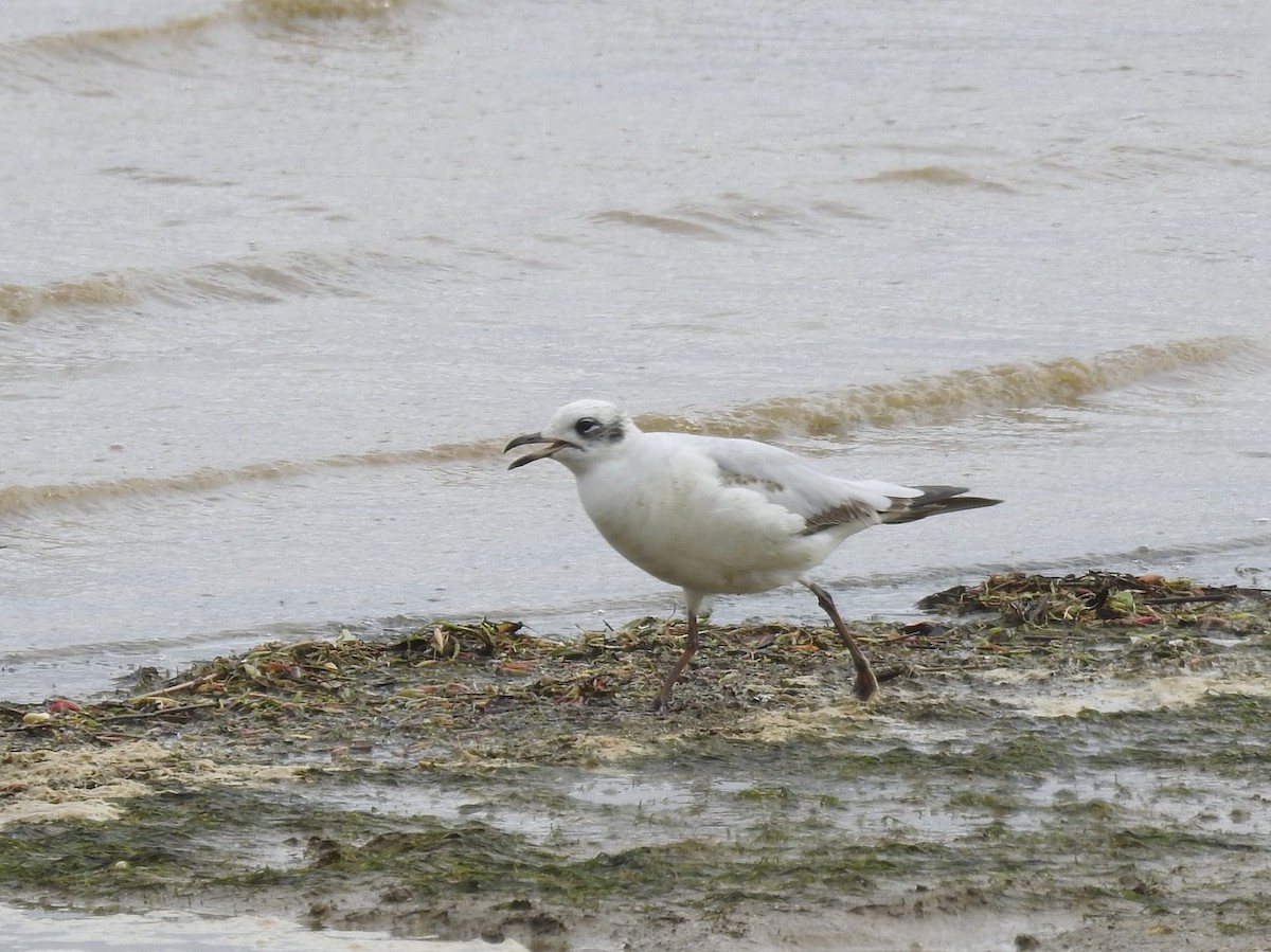Mediterranean Gull - ML90614101