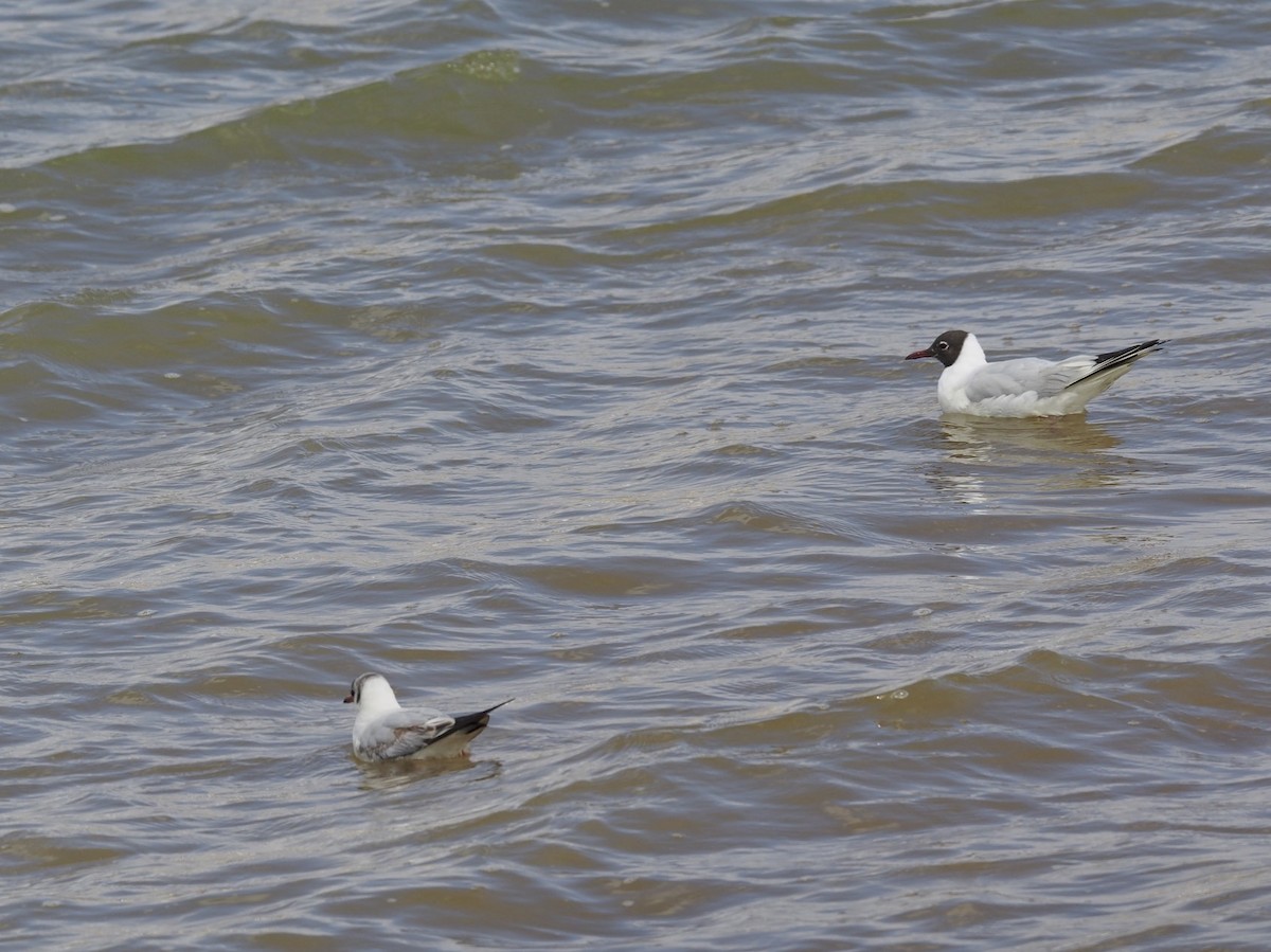 Black-headed Gull - ML90614251