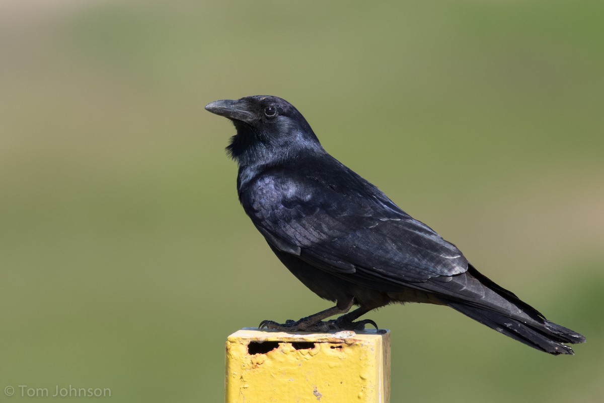 Tamaulipas Crow - Tom Johnson