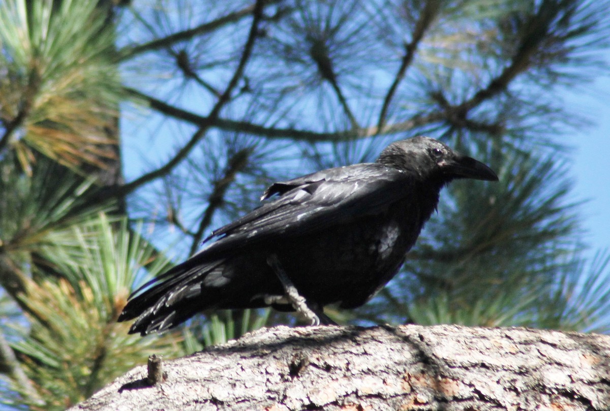 Common Raven - ML90616531