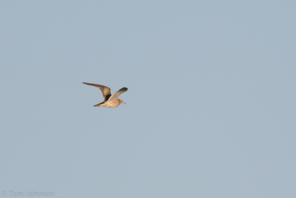 Upland Sandpiper - ML90617361