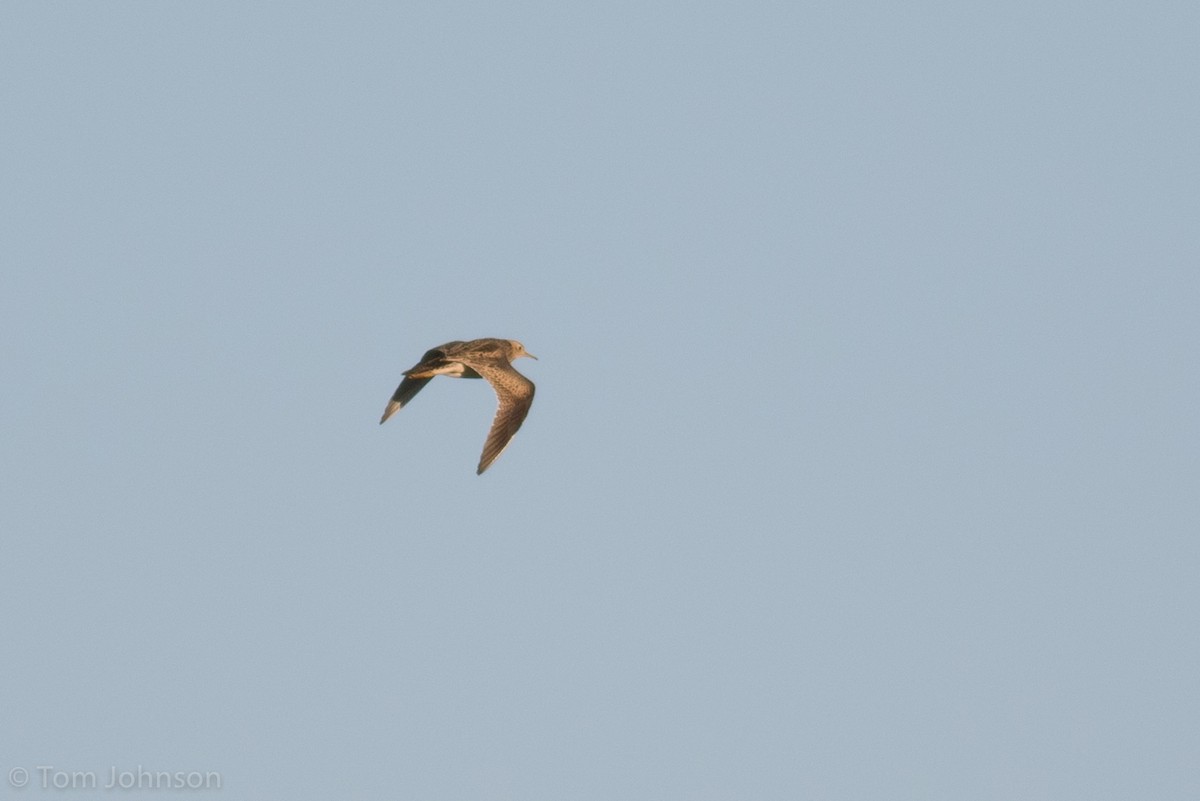 Upland Sandpiper - ML90617371