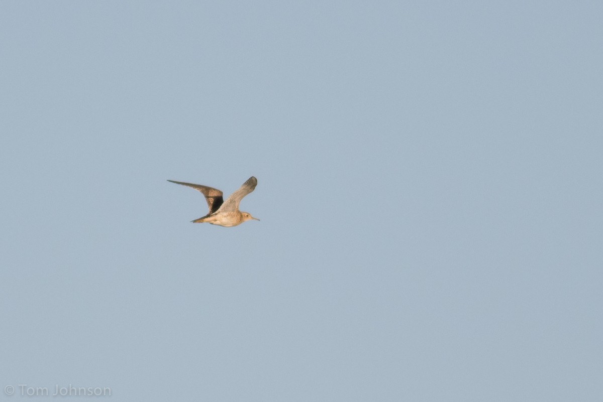 Upland Sandpiper - ML90617391