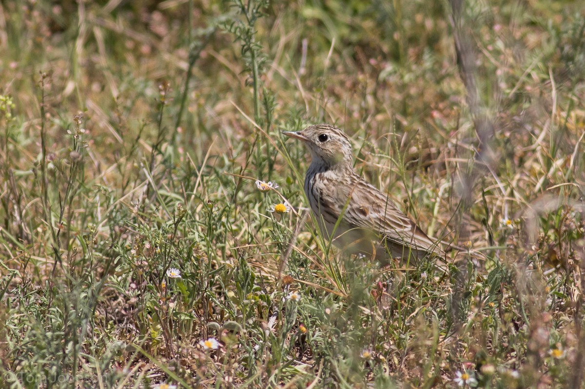 Sprague's Pipit - ML90617491