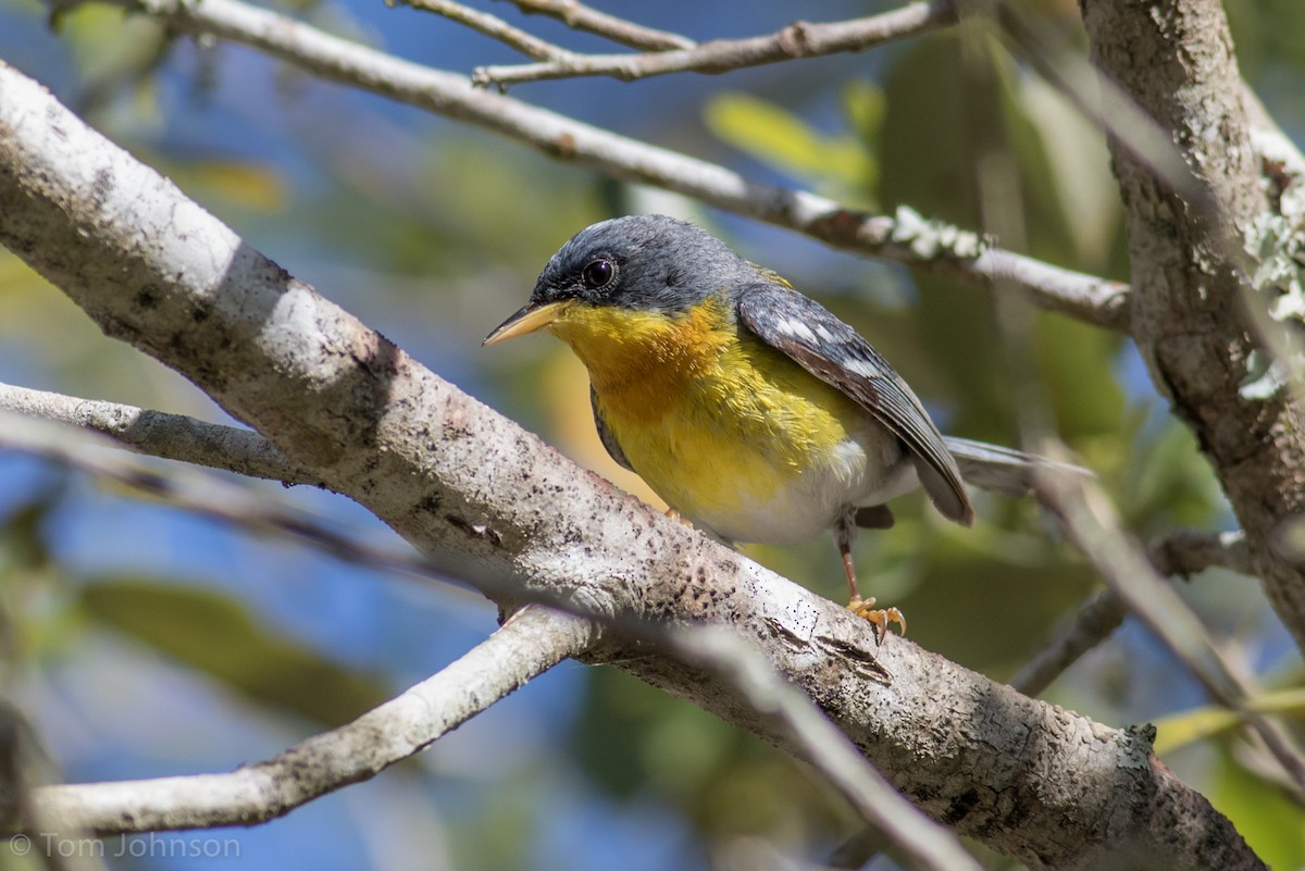 Tropical Parula - ML90617991