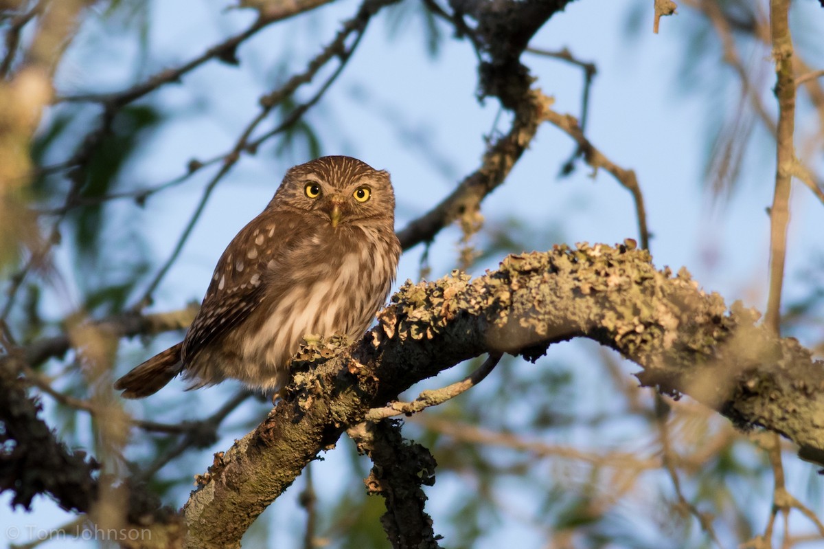 Ferruginous Pygmy-Owl - ML90618101