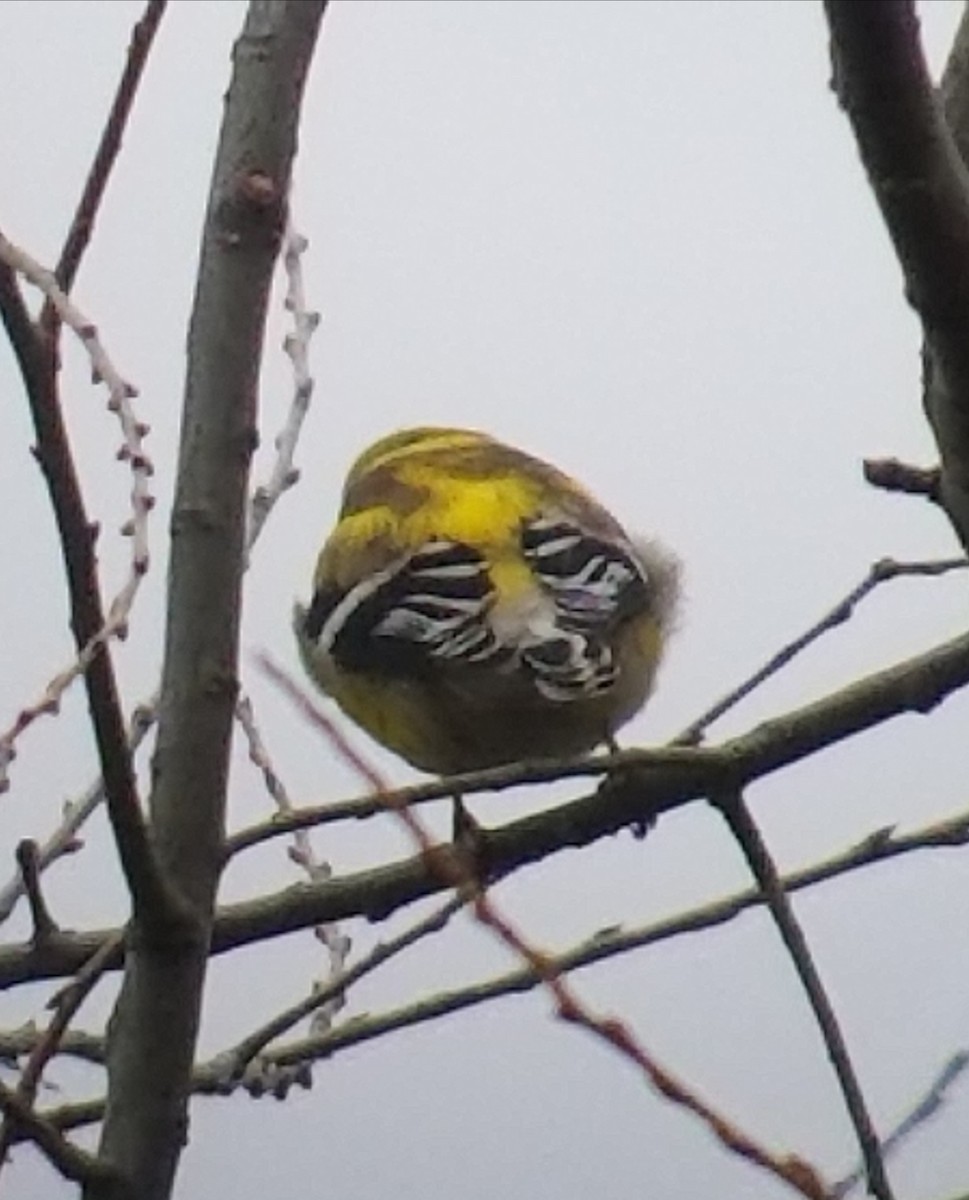 American Goldfinch - ML90618281