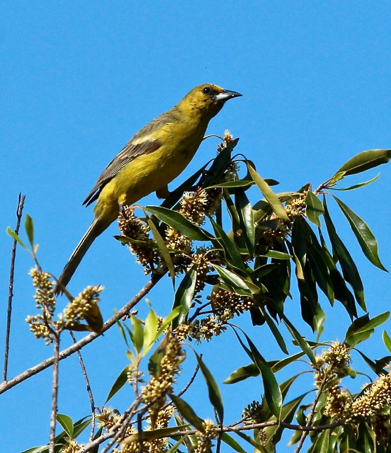 Bahama Oriole - ML90618311