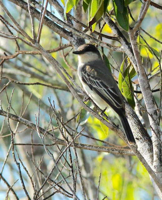 Loggerhead Kingbird - ML90618501