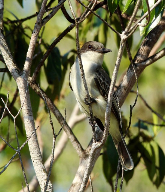 Loggerhead Kingbird - ML90618521