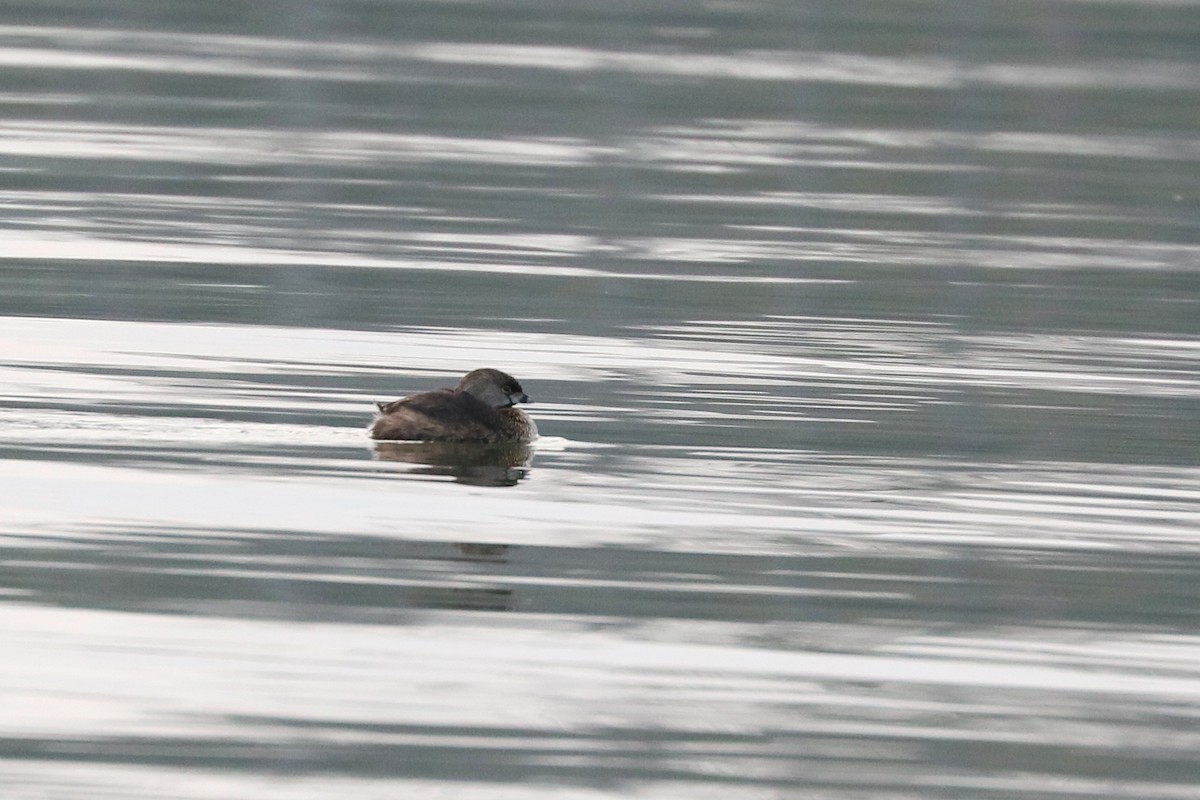 Pied-billed Grebe - Colin Sumrall