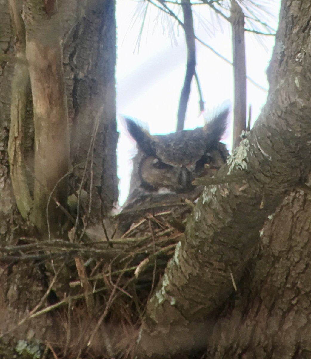 Great Horned Owl - Sam Miller