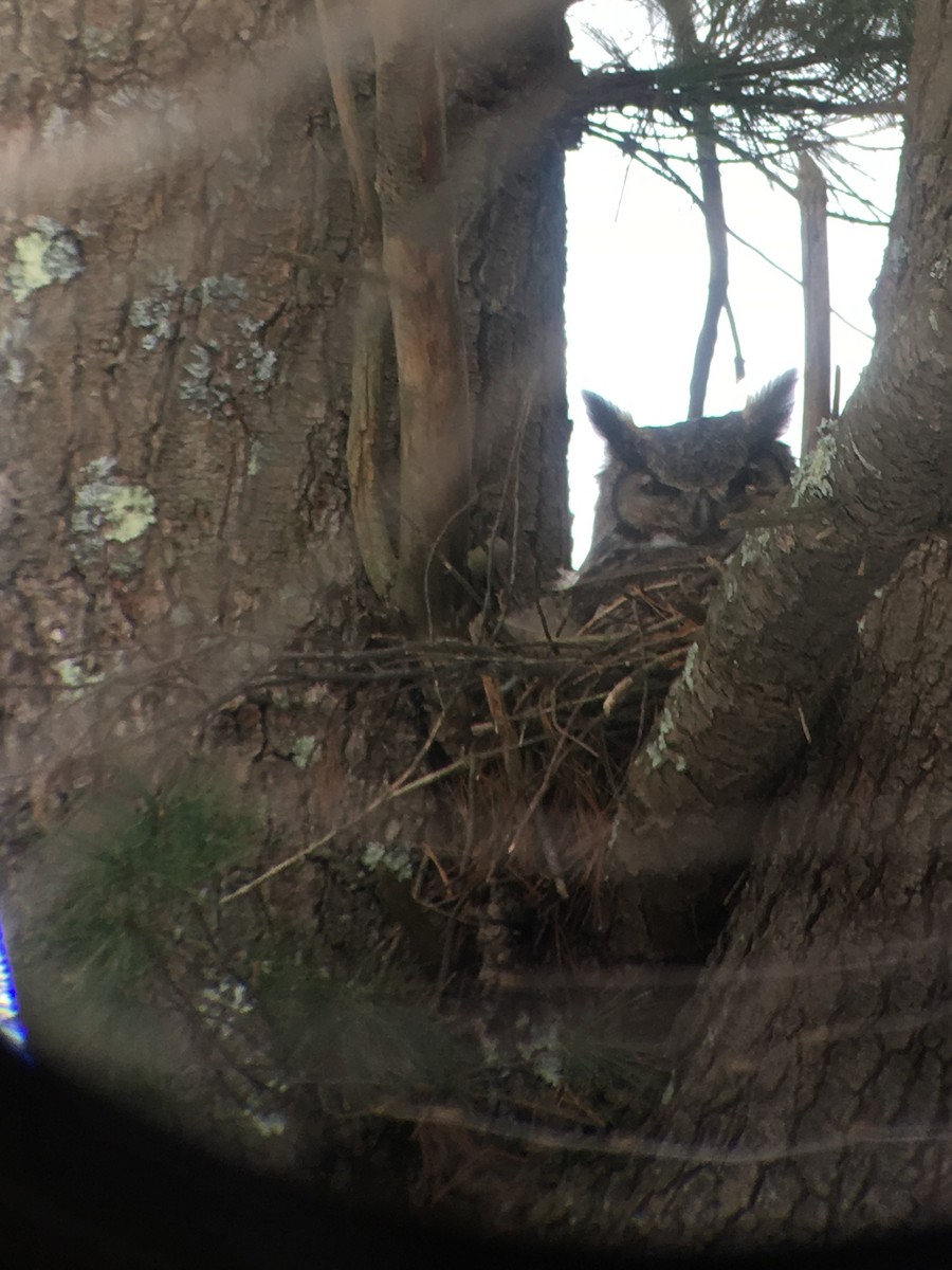 Great Horned Owl - ML90620641