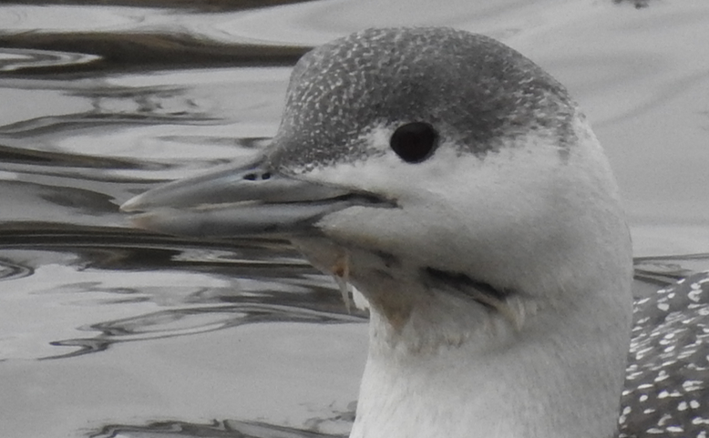 Red-throated Loon - ML90621441