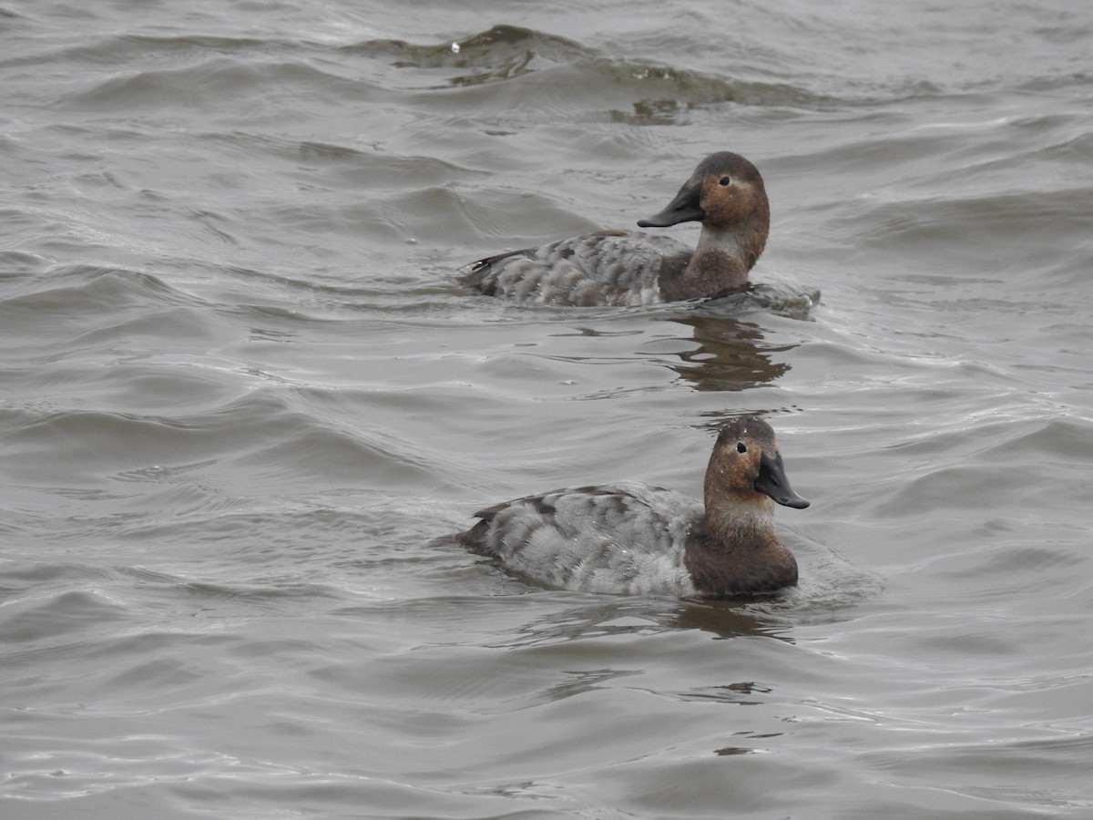 Canvasback - ML90621831