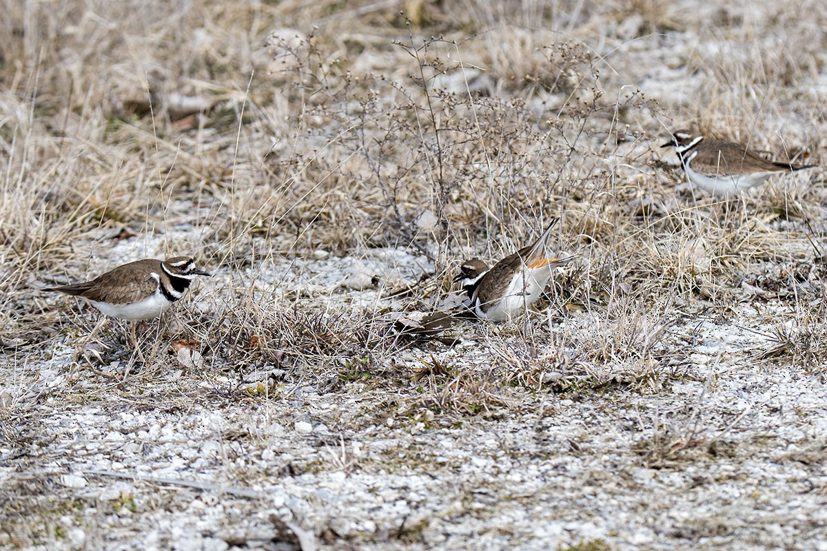 Killdeer - ML90622291