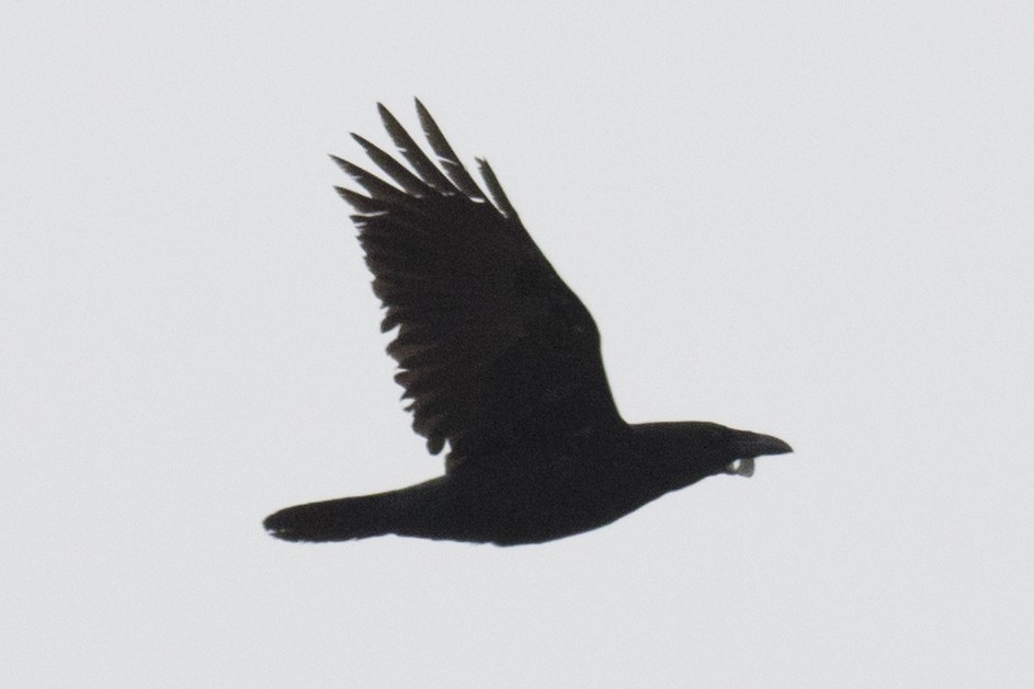 Common Raven - ML90622311