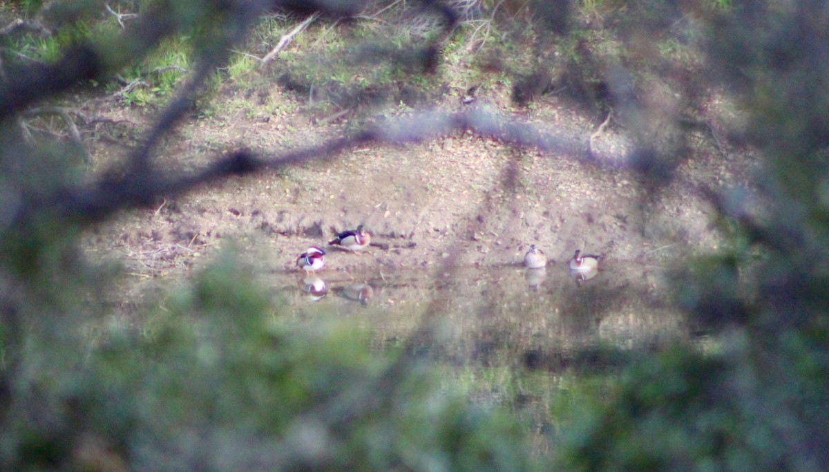 Mandarin Duck - ML90623691