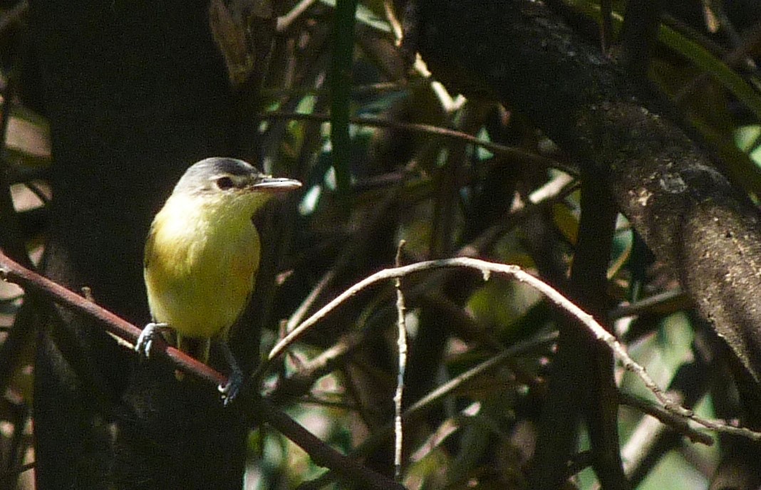 Maracaibo Tody-Flycatcher - Iván Lau