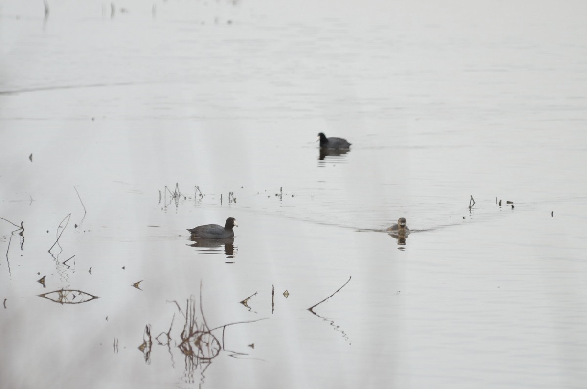 American Coot - ML90624321