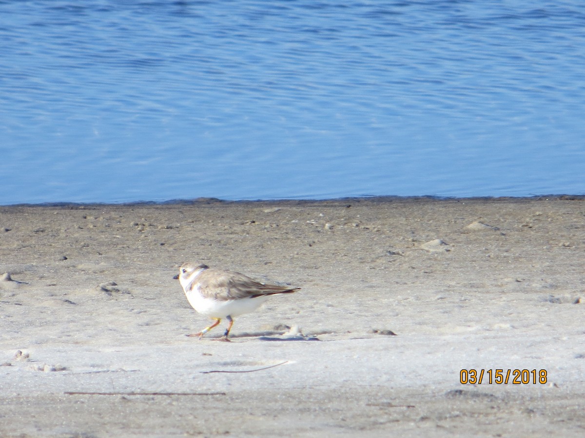 Piping Plover - ML90624721