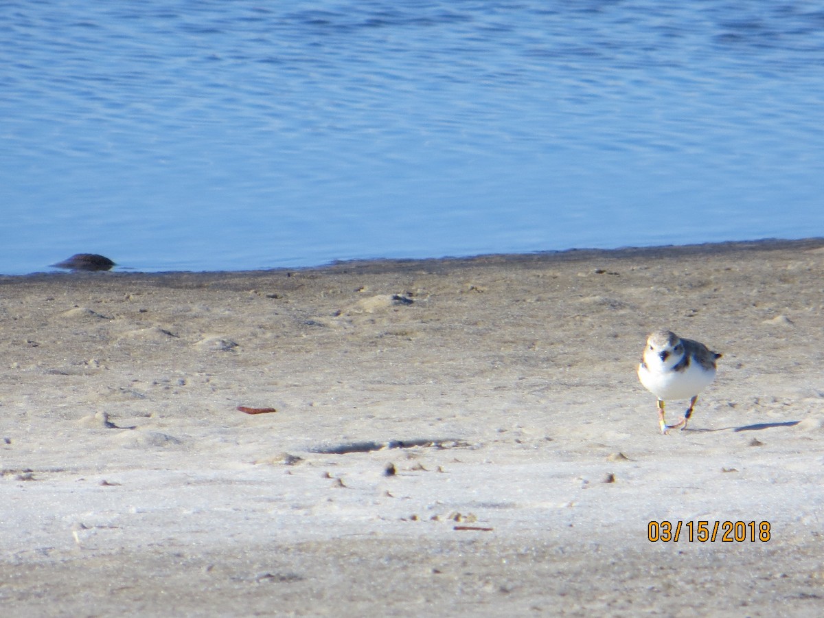 Piping Plover - ML90624731