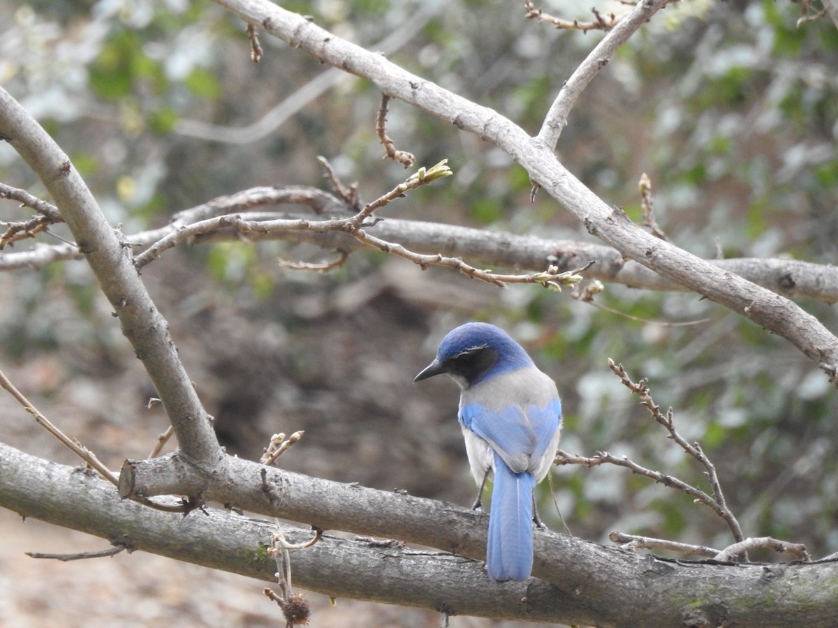 California Scrub-Jay - ML90625171