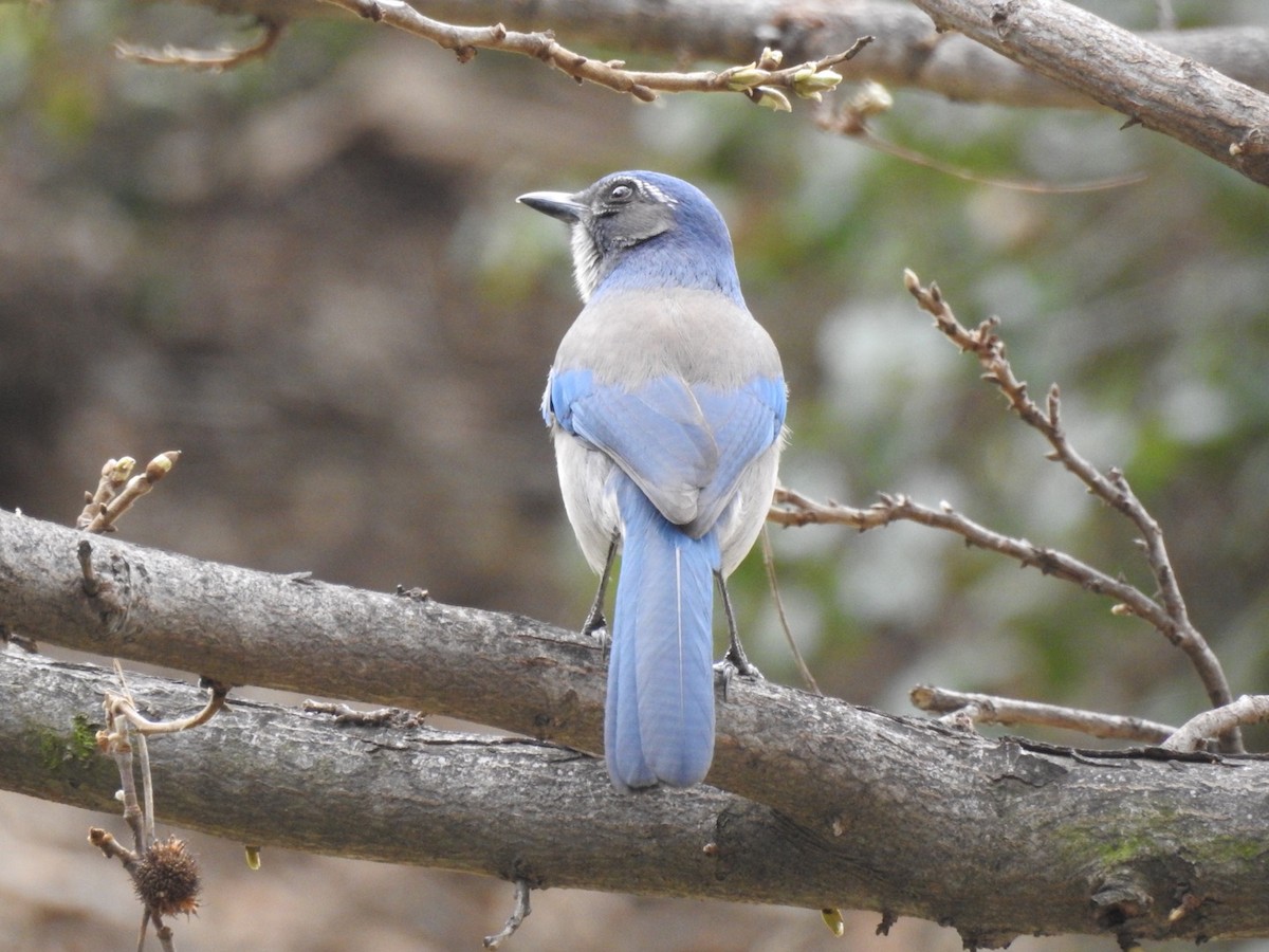 California Scrub-Jay - ML90625191