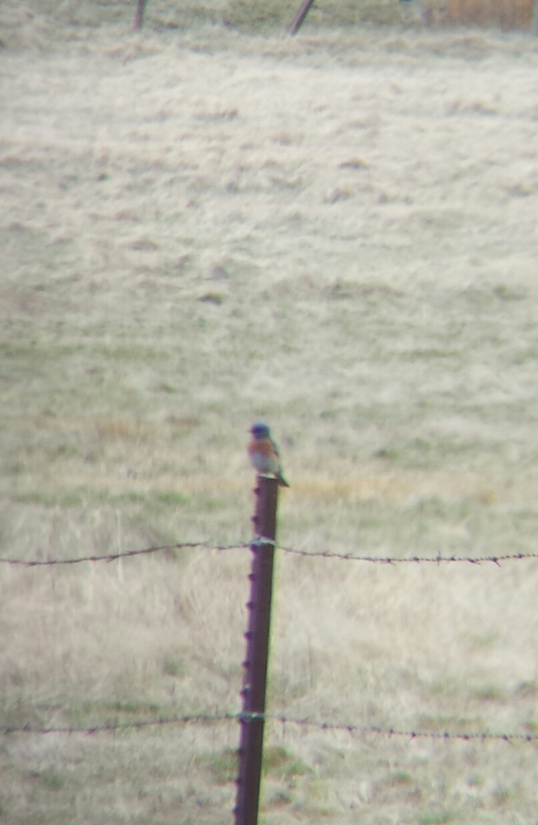 Western Bluebird - kelby gardiner