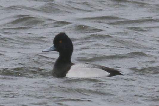 Lesser Scaup - ML90626421